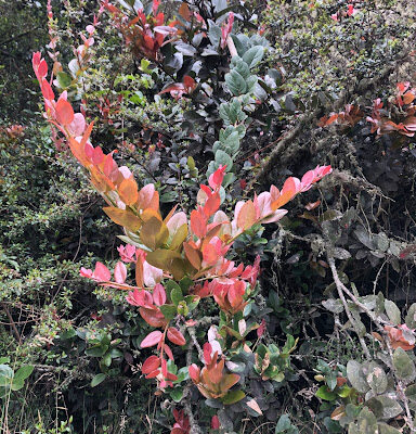 Vivero Bosque Alto Andino 2 Vivero Bosque Alto Andino 2